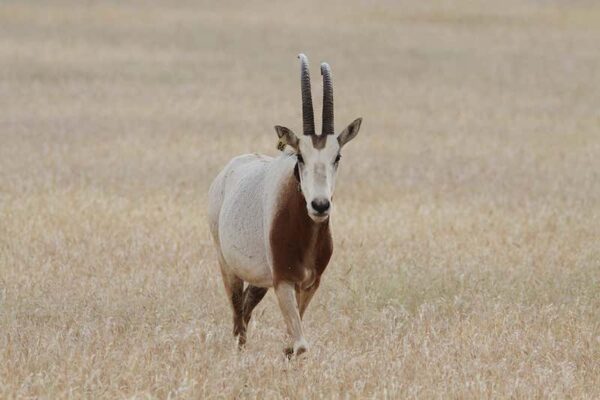 Antelope revived in Sahara years after going extinct in the wild