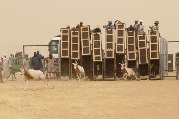 Second Group of the Once-Extinct African Oryx to Be Released Into the Wild