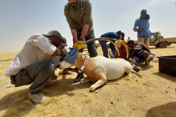 Sandscript #30 - Antelope darting protocols in Chad