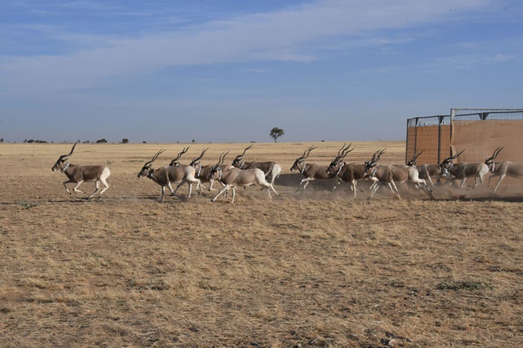 Translocating addax for conservation