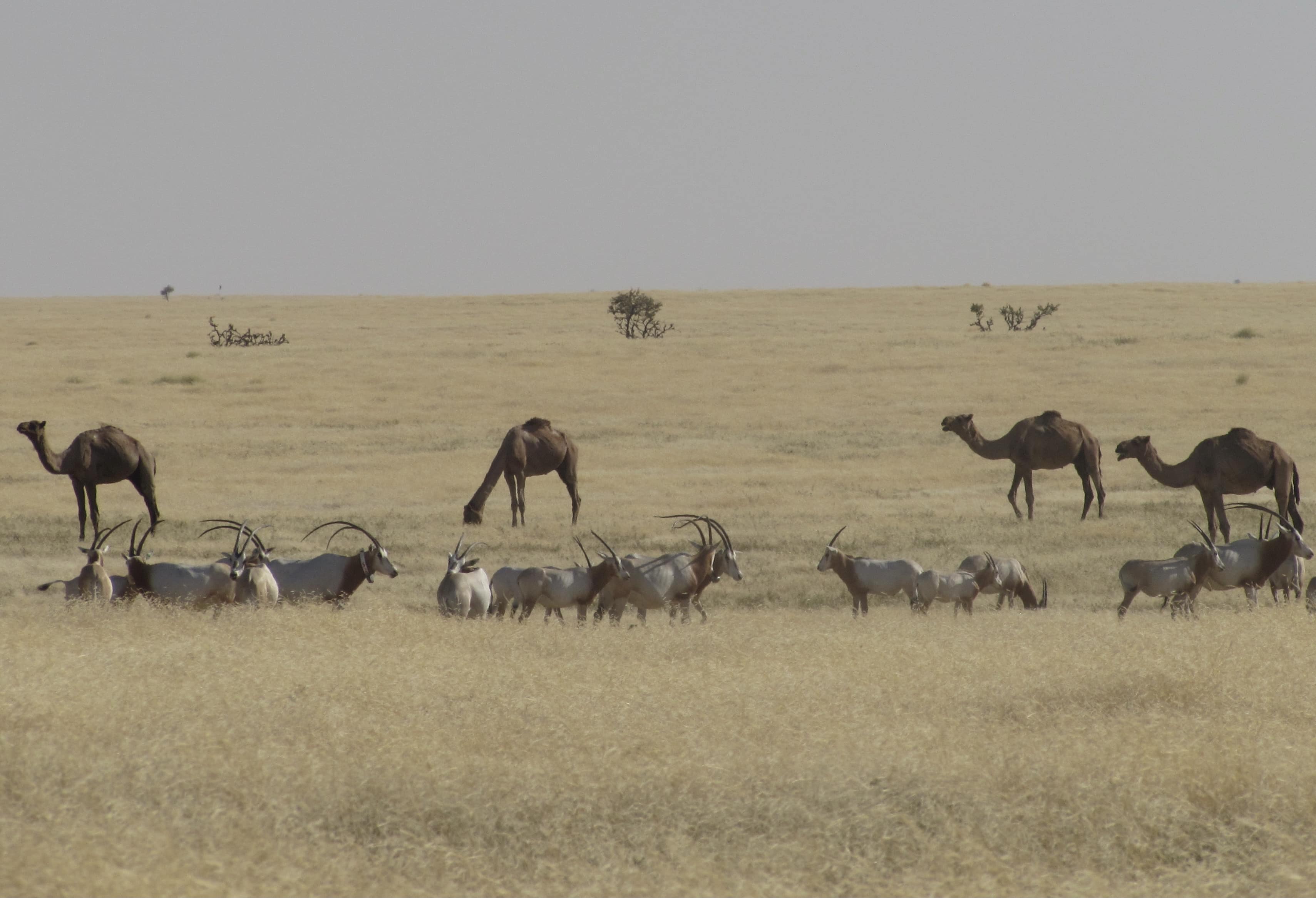 Camel and oryx in ouadi rime ouadi achim