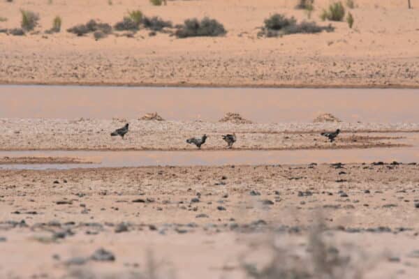 The Success of the Egyptian Vulture New LIFE project in Niger