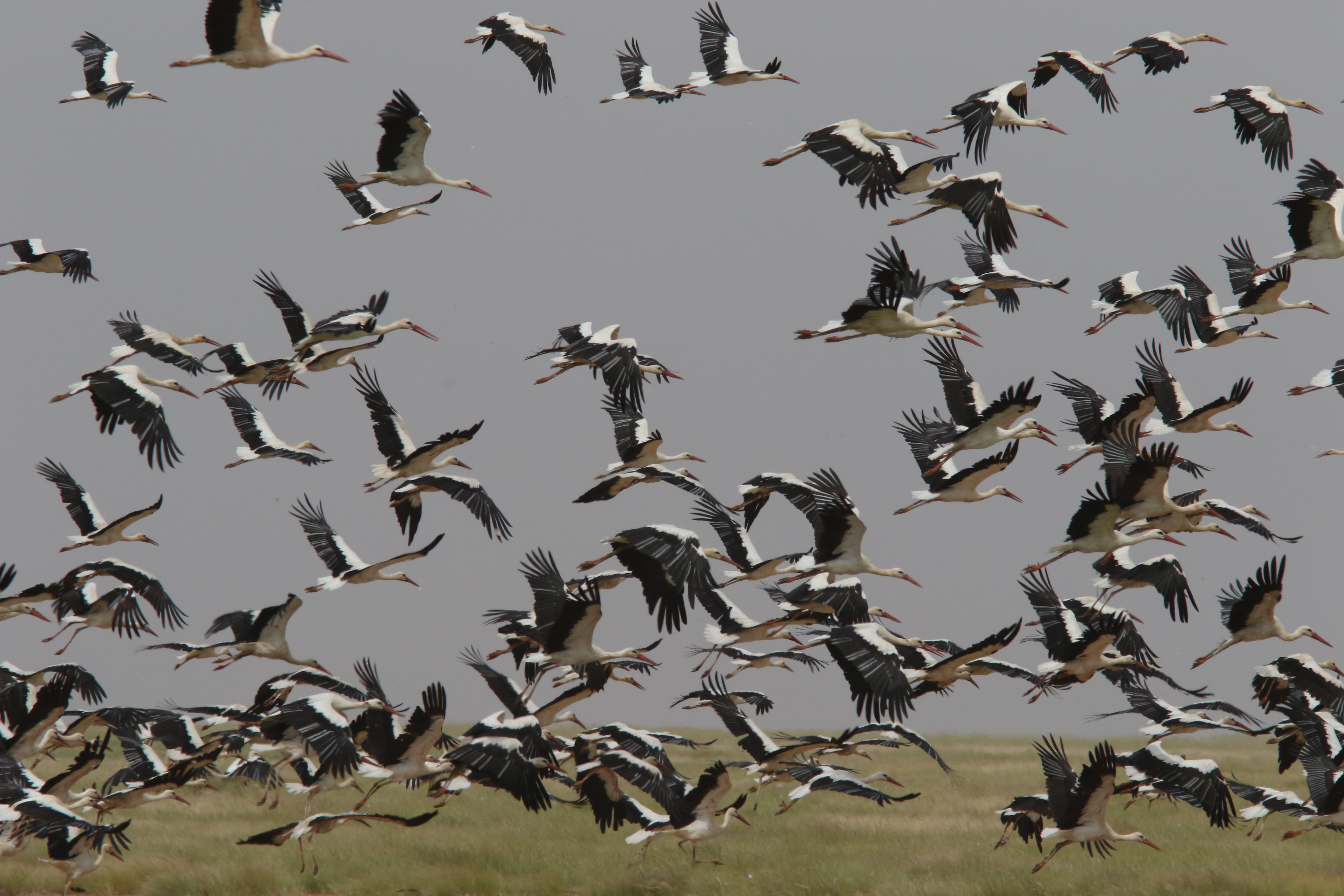 Les oiseaux de la réserve de faune de Ouadi Rimé-Ouadi Achim au Tchad