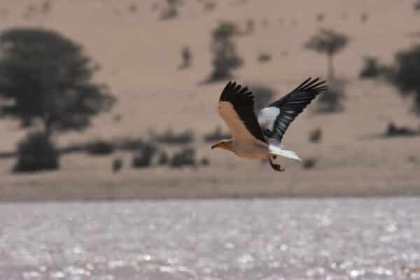 Migratory birds and conservation: a collaborative challenge case of Egyptian vultures