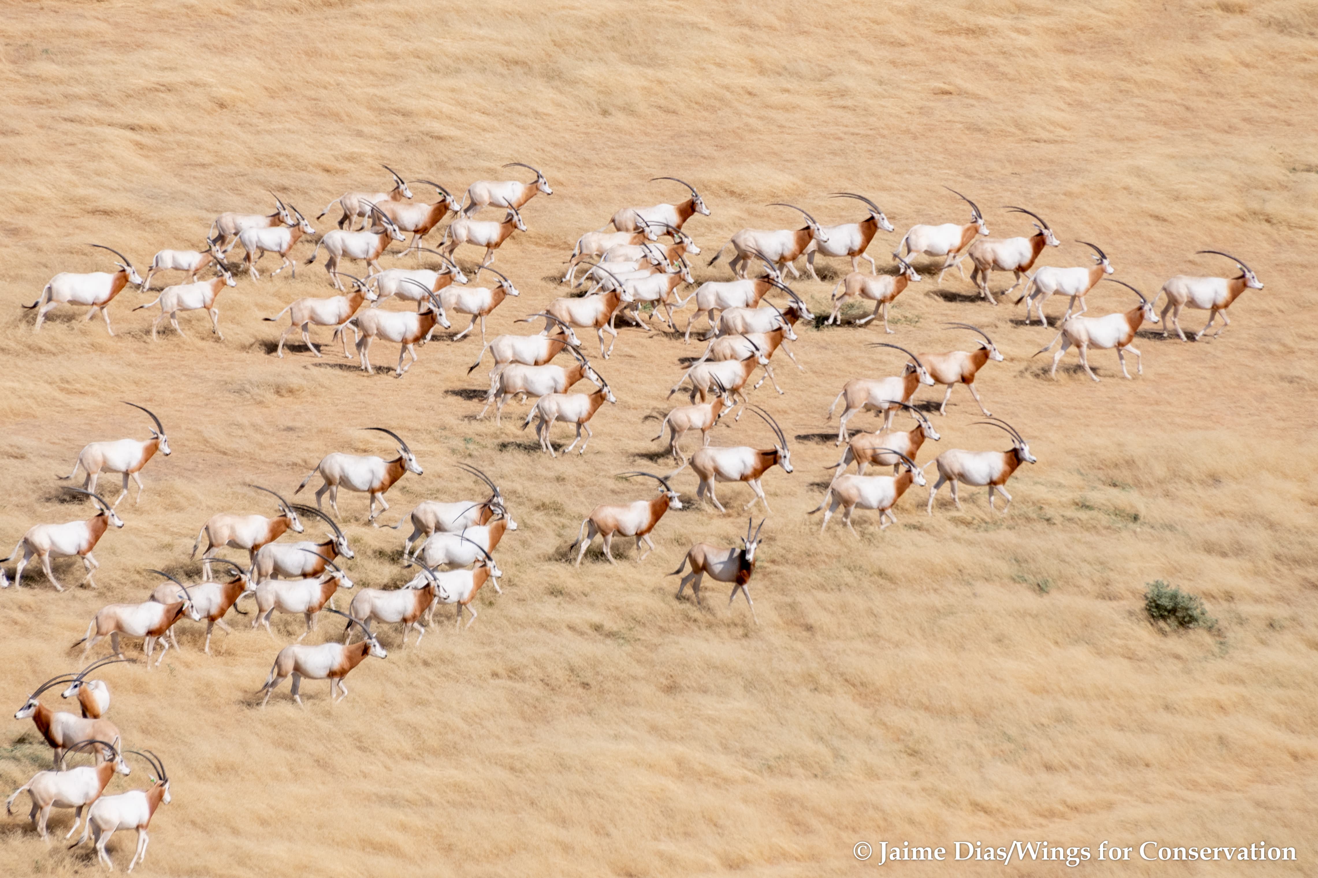Free ranging scimitar-horned oryx herd