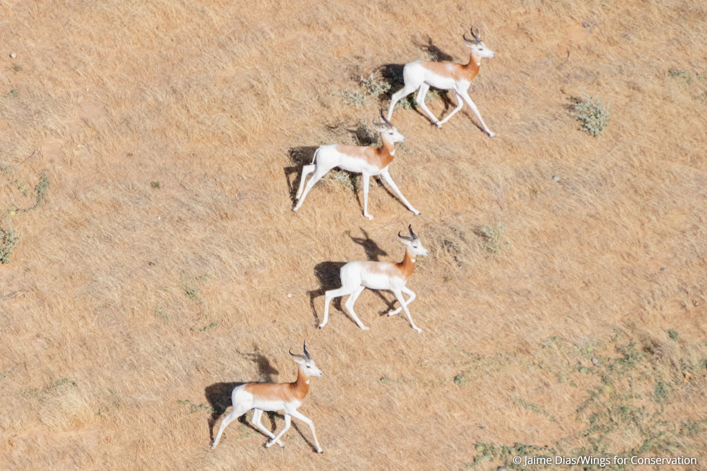 dama gazelles running in Chad