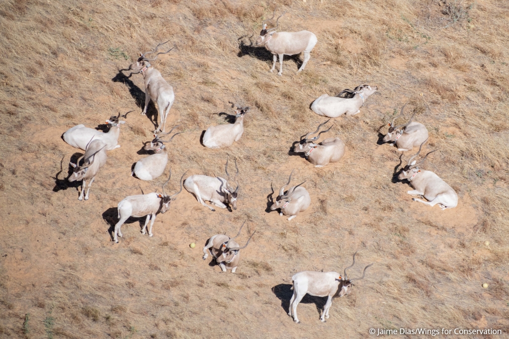 addax herd in Chad