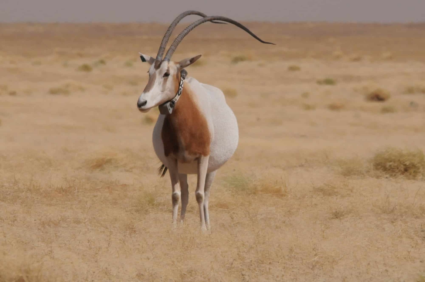 The lost and found oryx