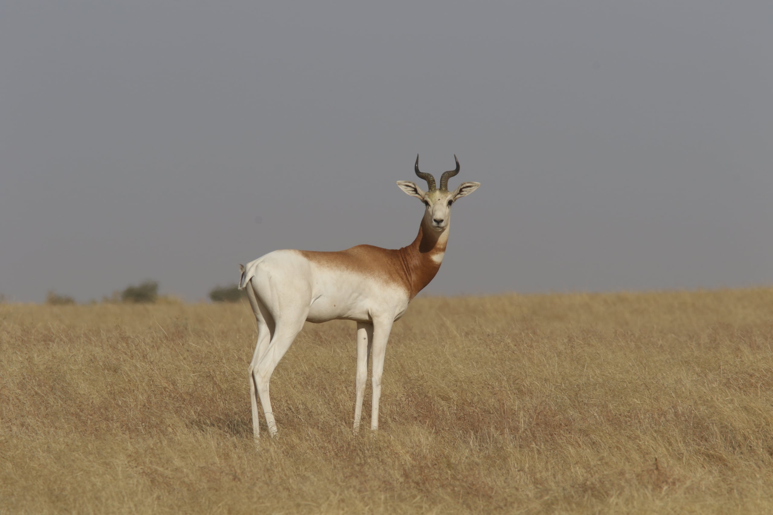 Saving the last dama gazelles