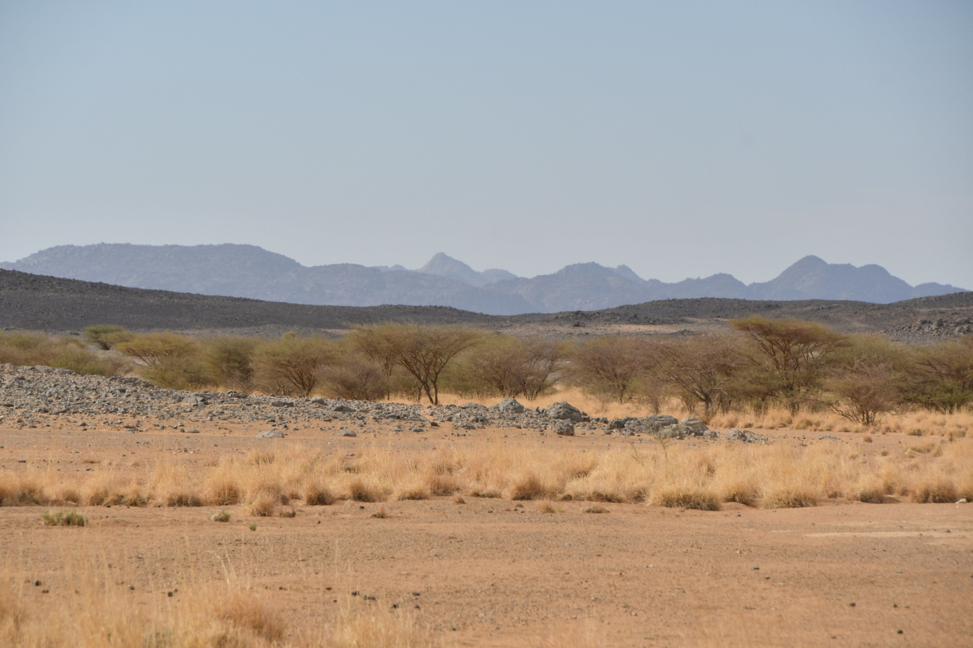 Aïr and Ténéré National Nature Reserve