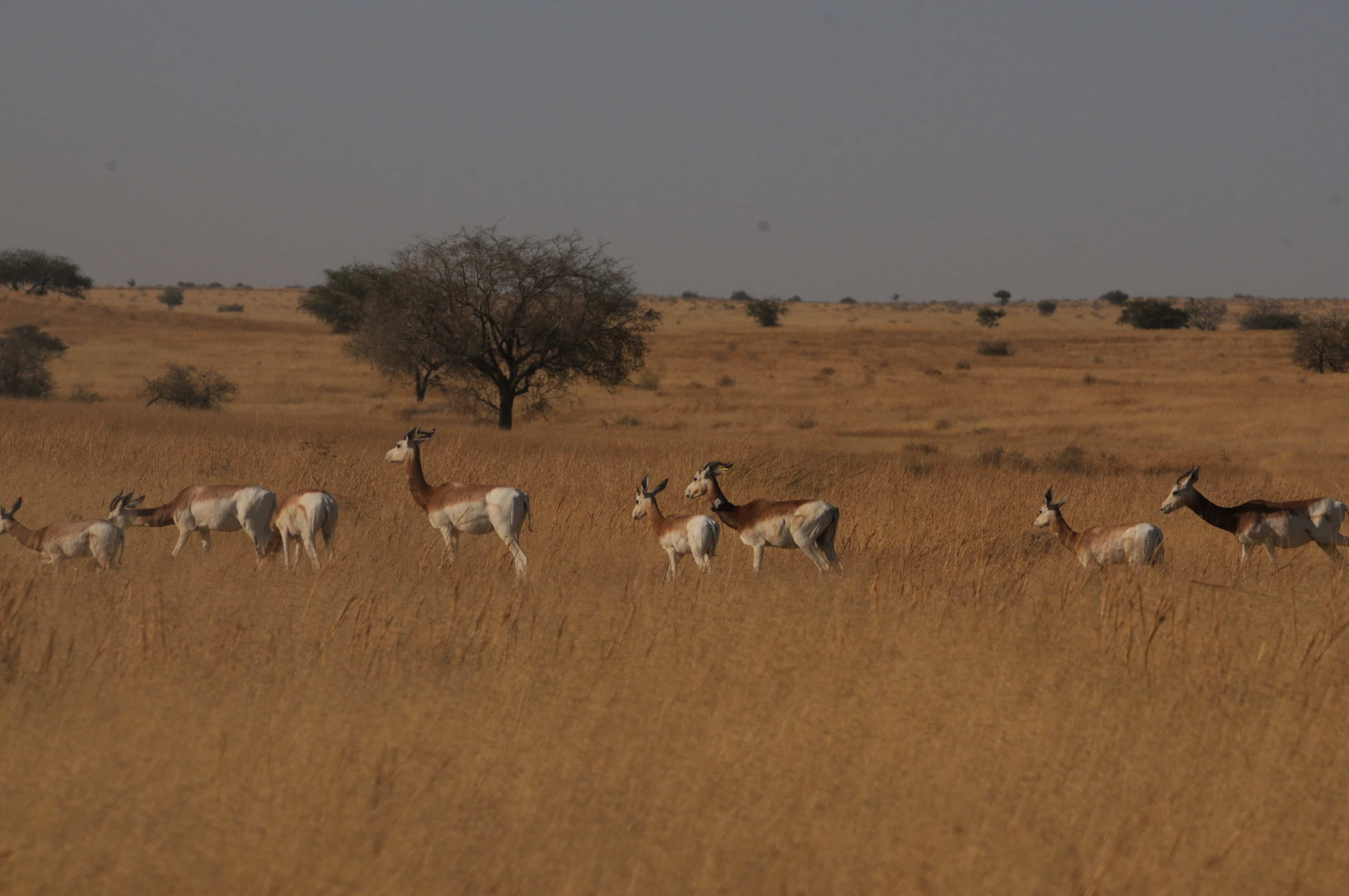 A collared dama gazelle joins a group of wild dama
