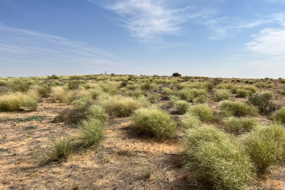 L’Union européenne finance un nouveau projet en faveur de la Réserve de Faune de Ouadi Rimé–Ouadi Achim
