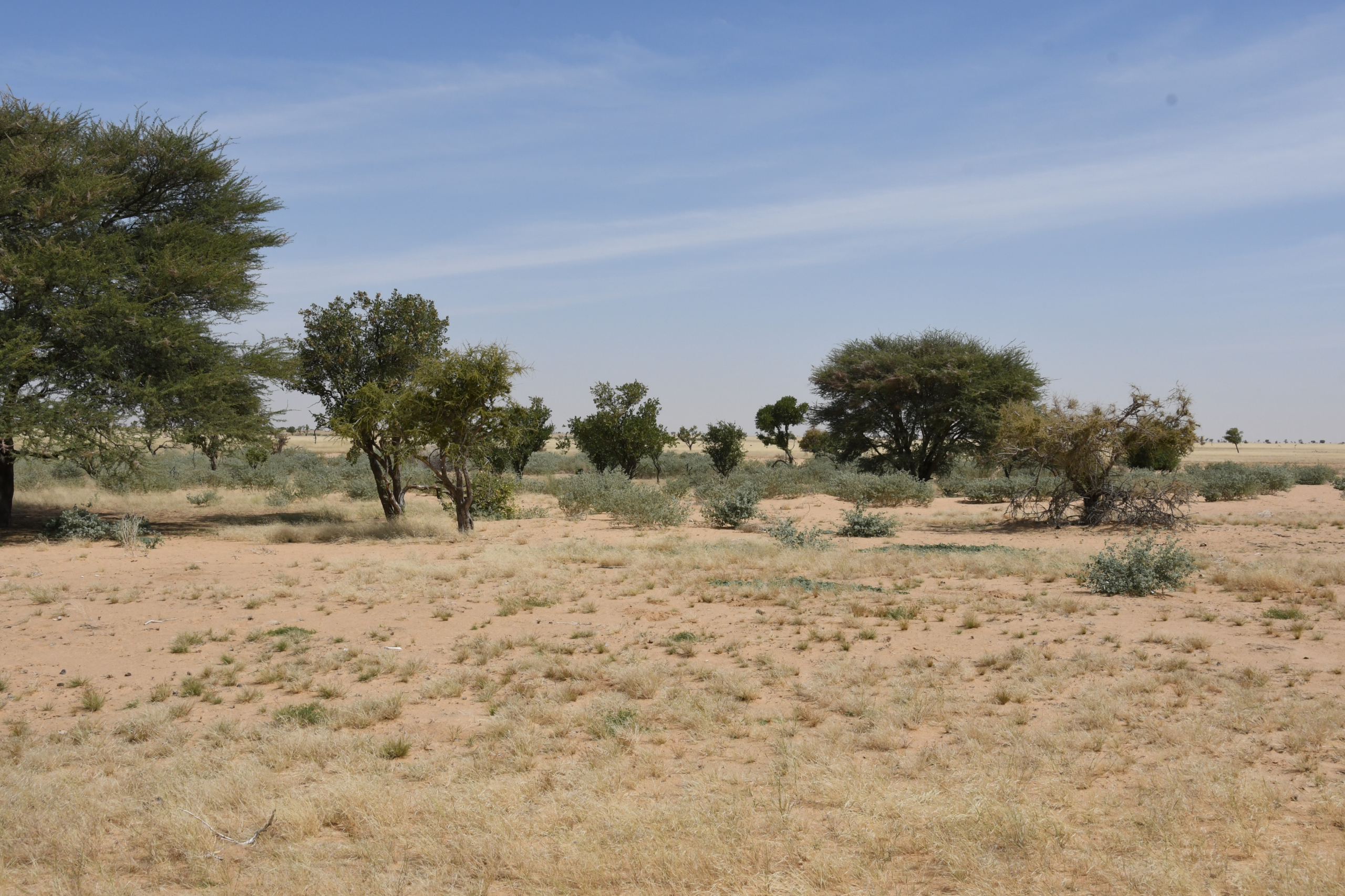 Réserve de faune de Ouadi Rimé – Ouadi Achim