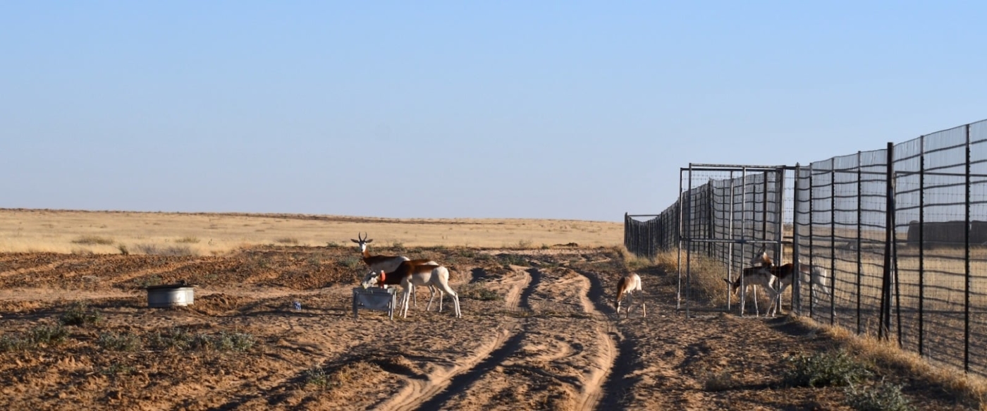Releasing collared dama gazelles!