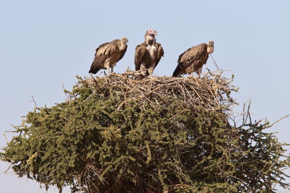 Vultures
