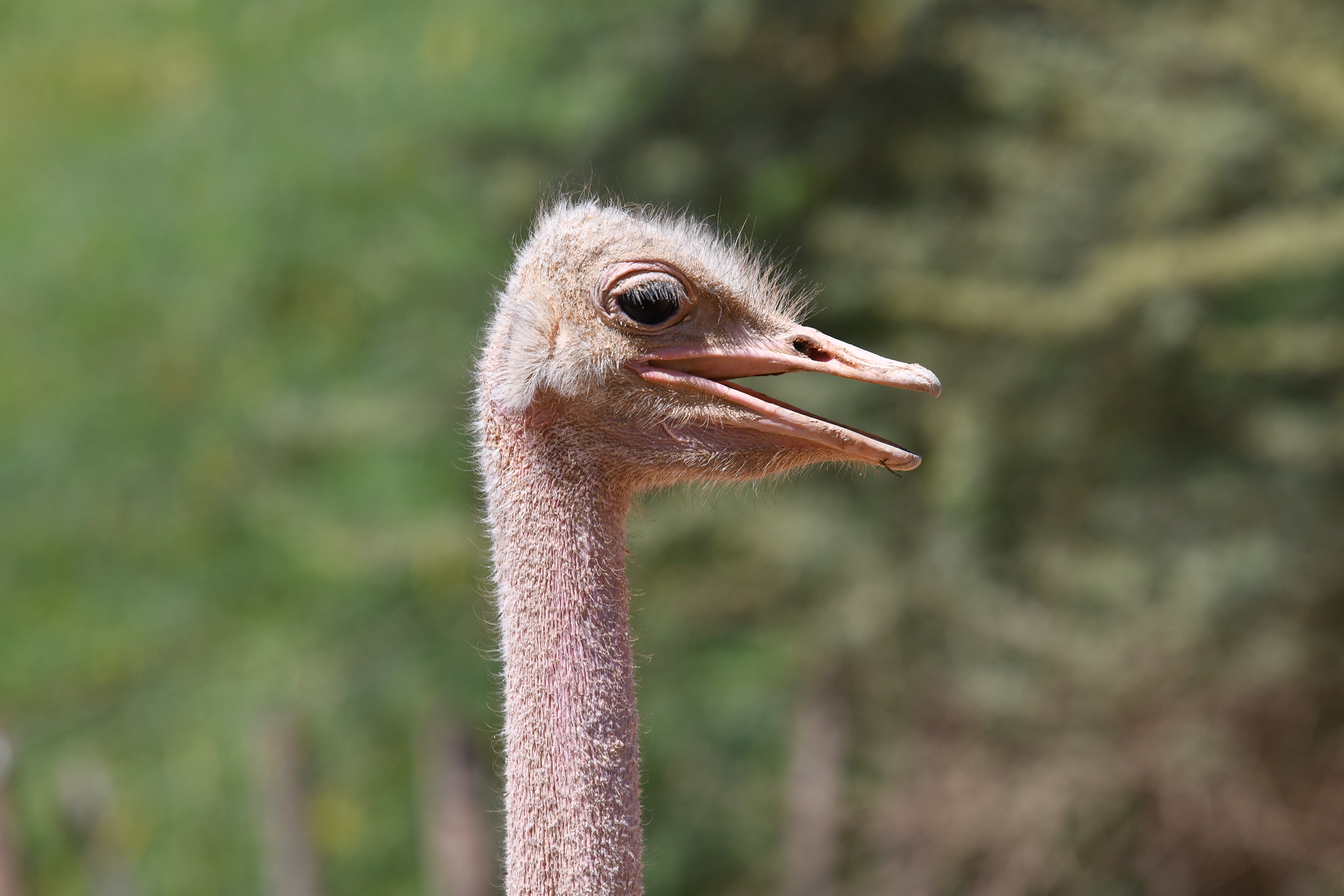 North African ostrich