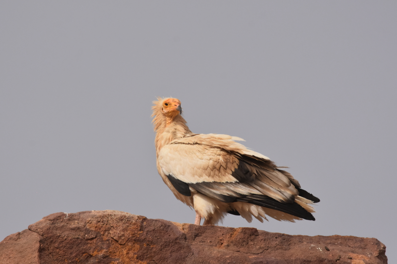 Vultures