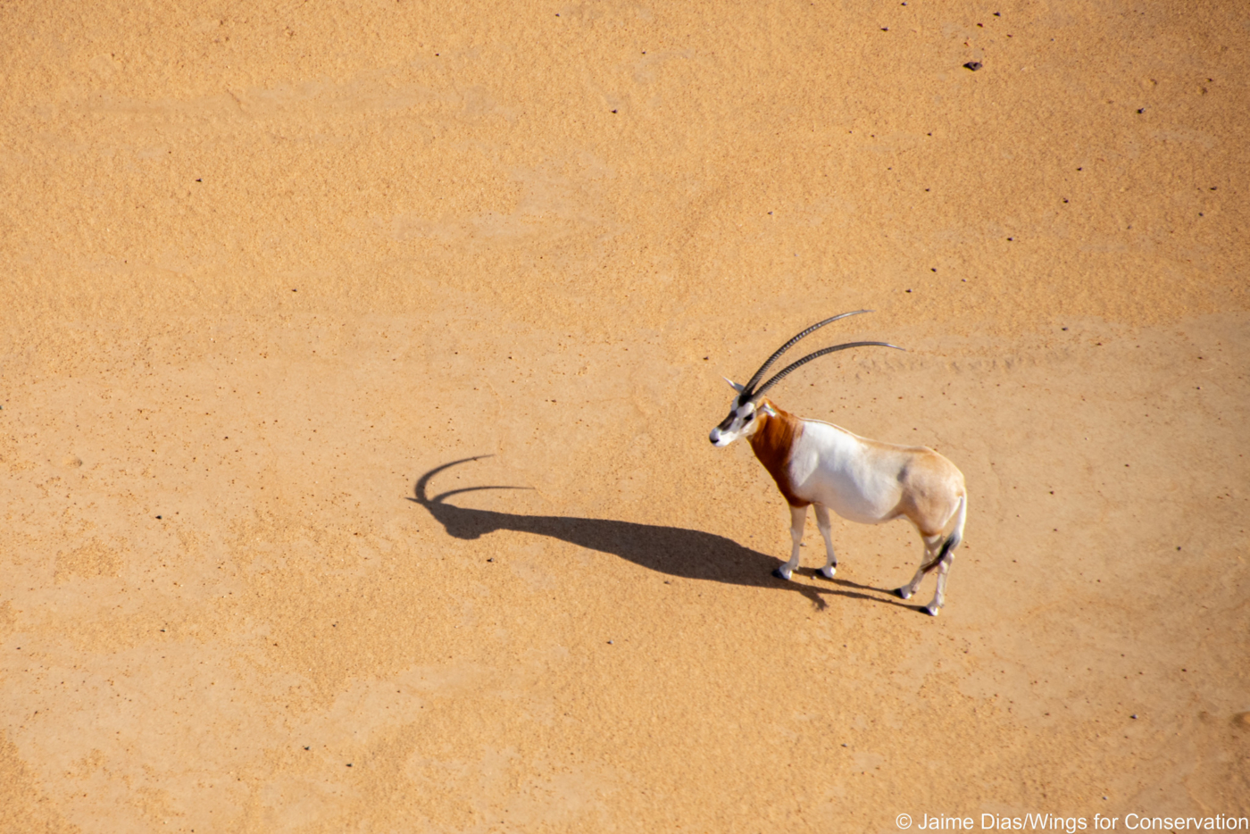 Scimitar-horned oryx