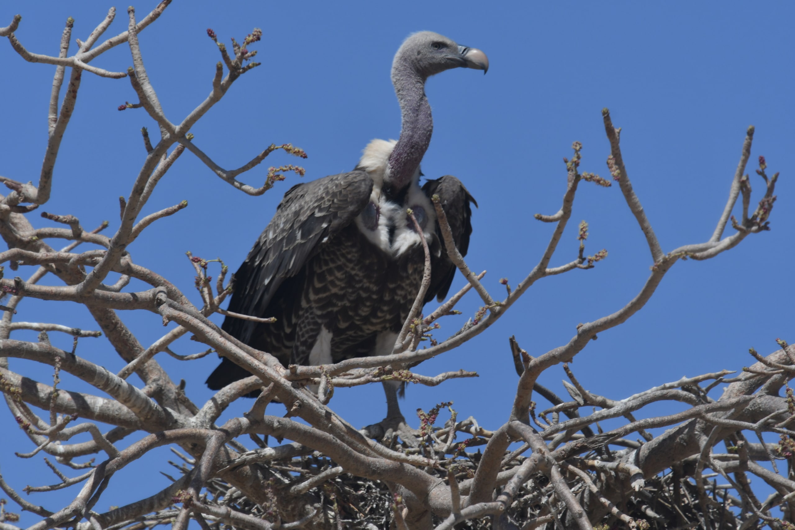 Action for vultures