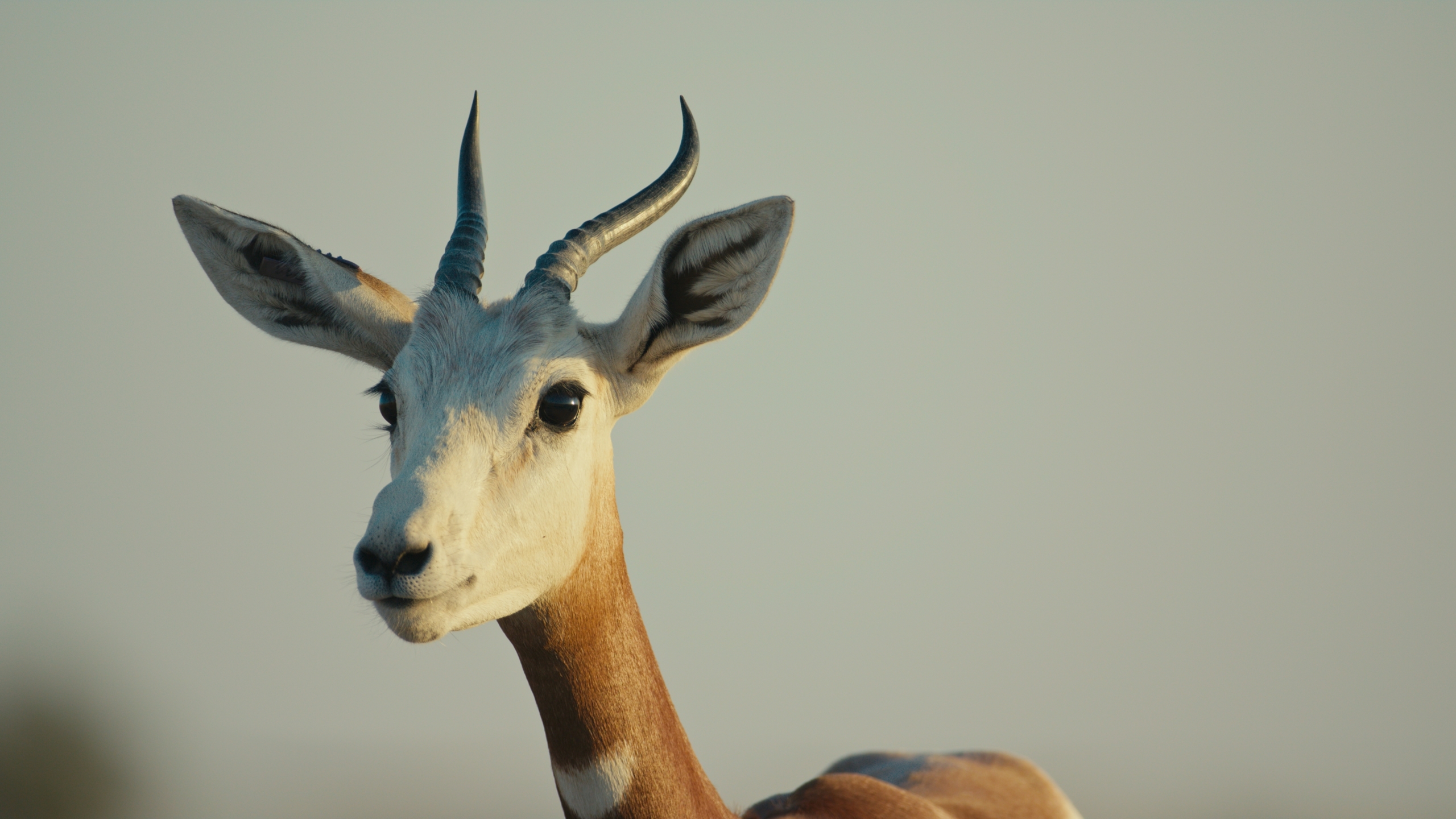 Dama gazelle