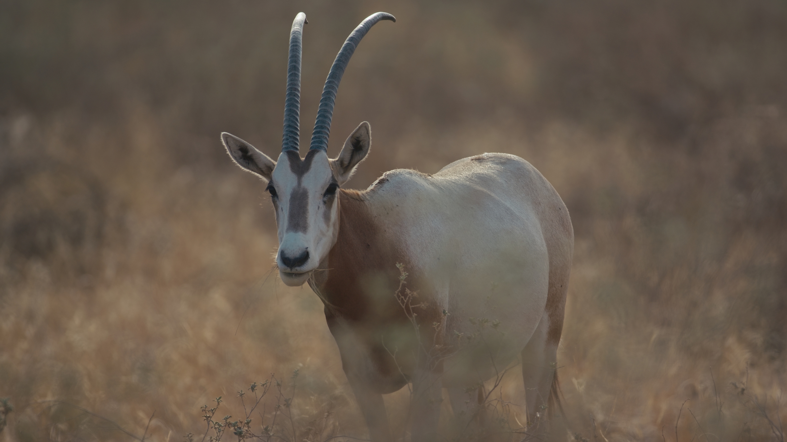 Scimitar-horned oryx reintroduction