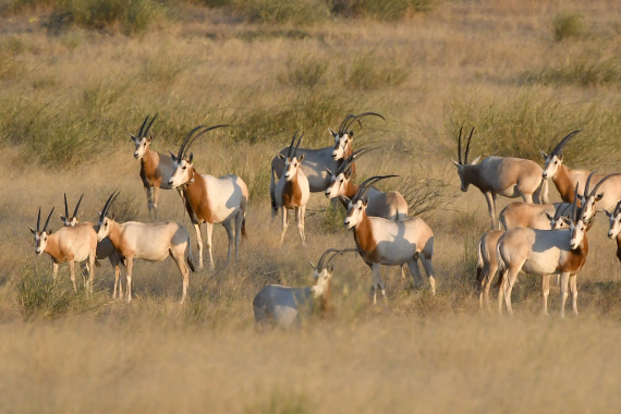Le retour de l&rsquo;oryx algazelle : dix ans d&rsquo;une réussite pour la conservation