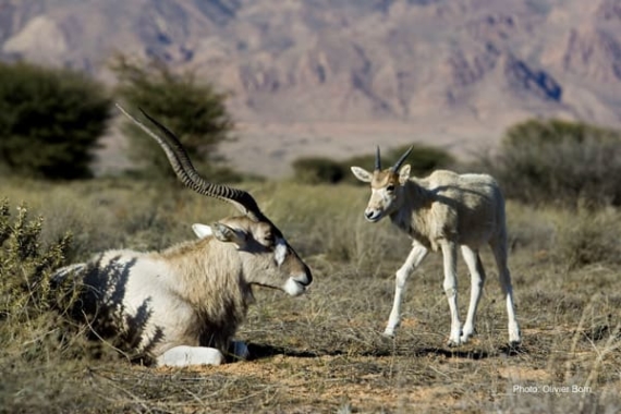 Only three addax antelopes left in the wild?