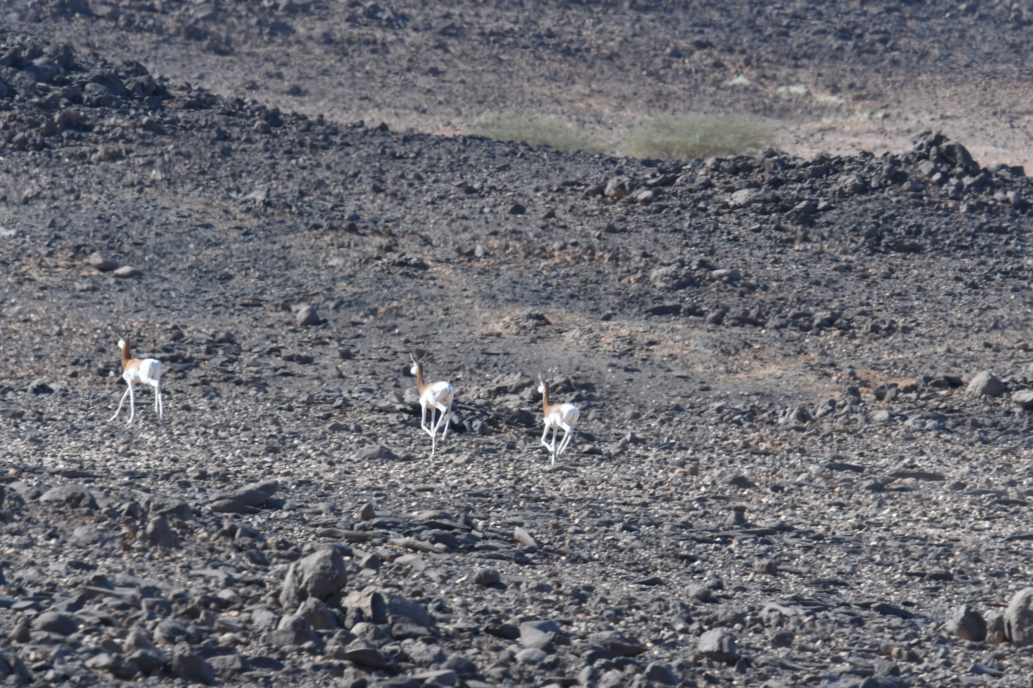 Dama gazelles in Niger’s Aïr