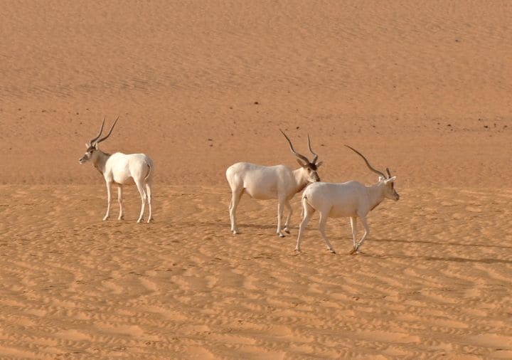 Humans may have killed all but 3 of these animals in the wild