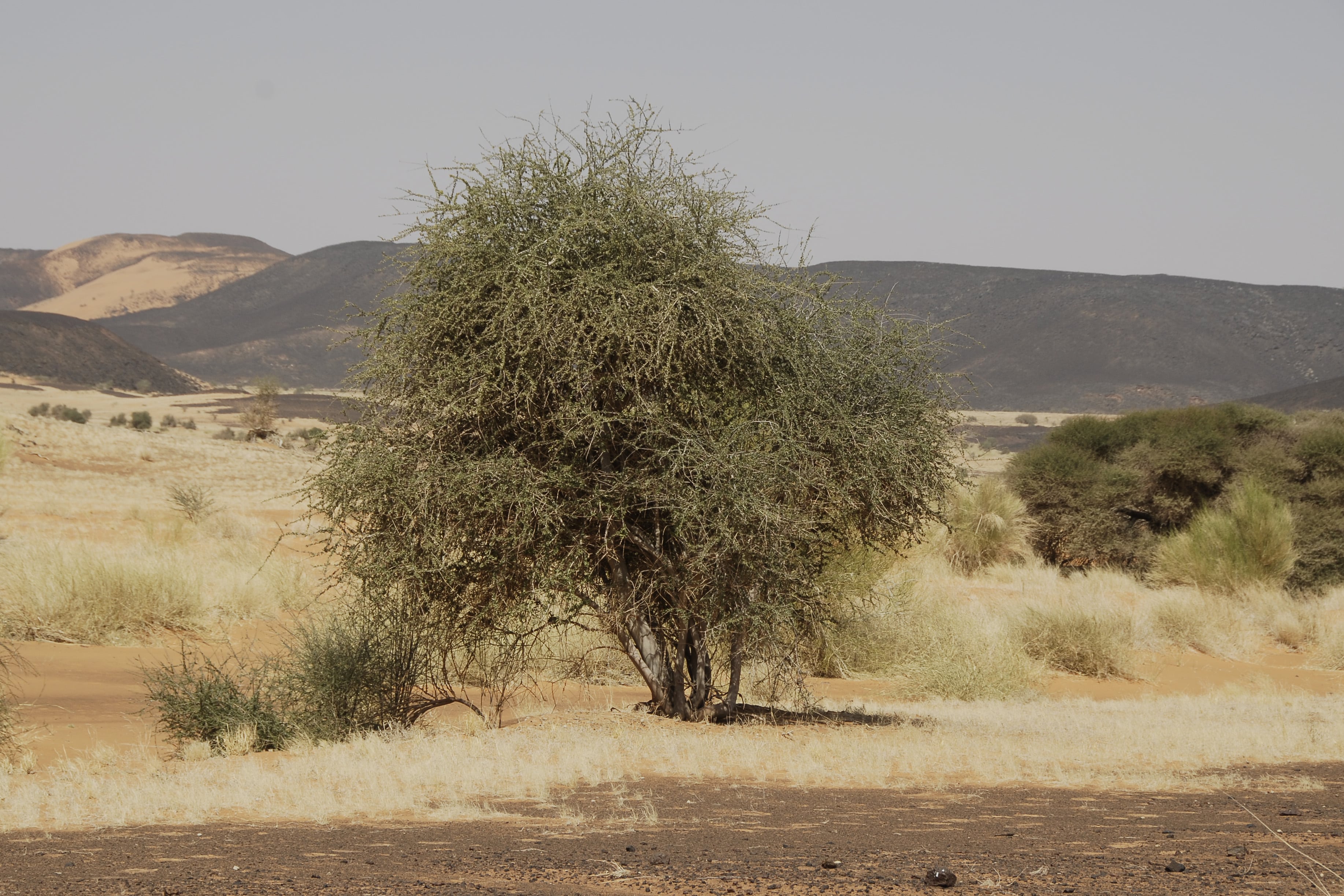 Saharan plants: forgotten survivors and global assets