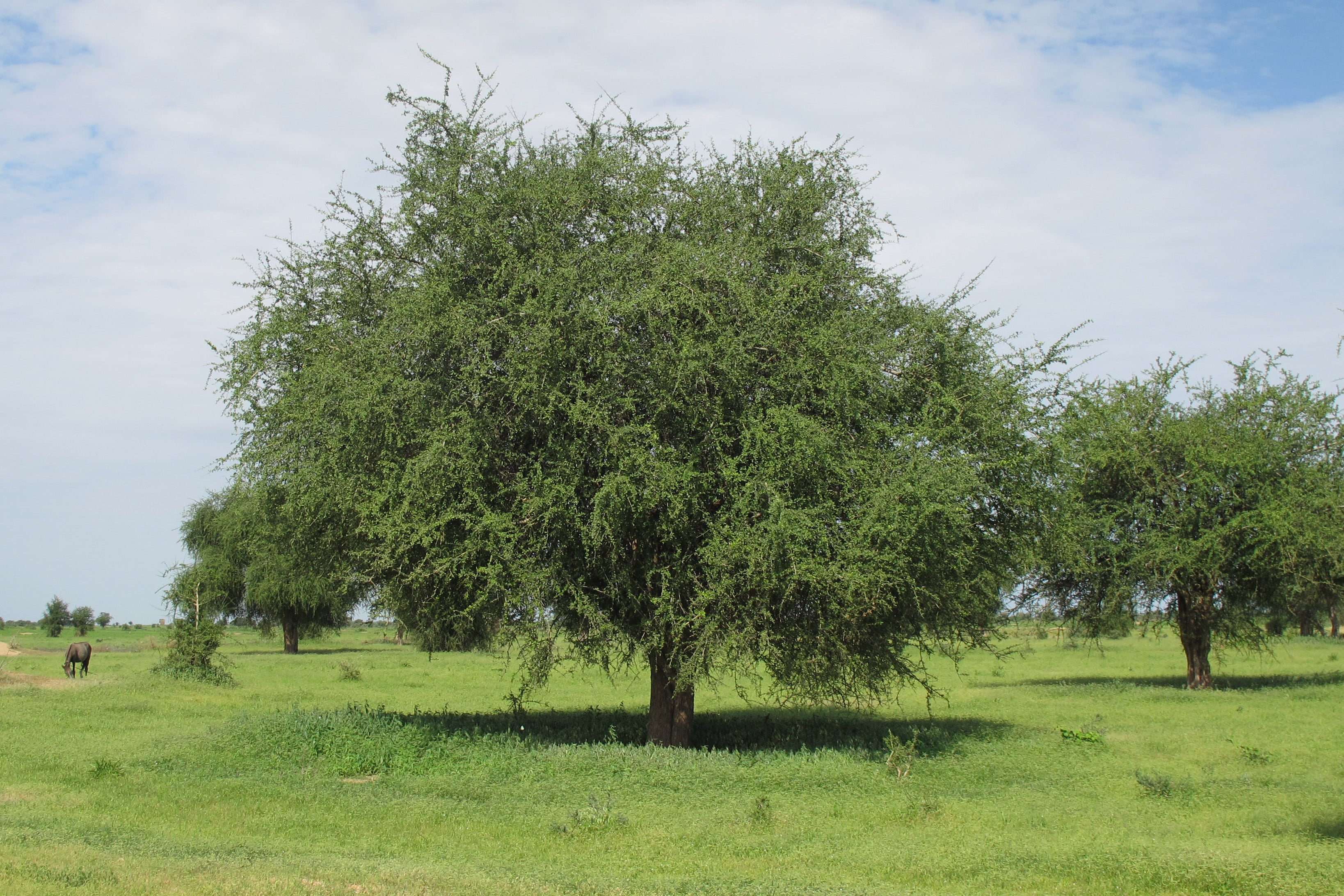 Profile of a tree – The desert date (Balanites aegyptiaca)