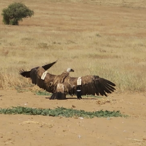 The fascinating Story of B-60, a “Griffon Vulture Without Borders” – How collaboration can save wildlife