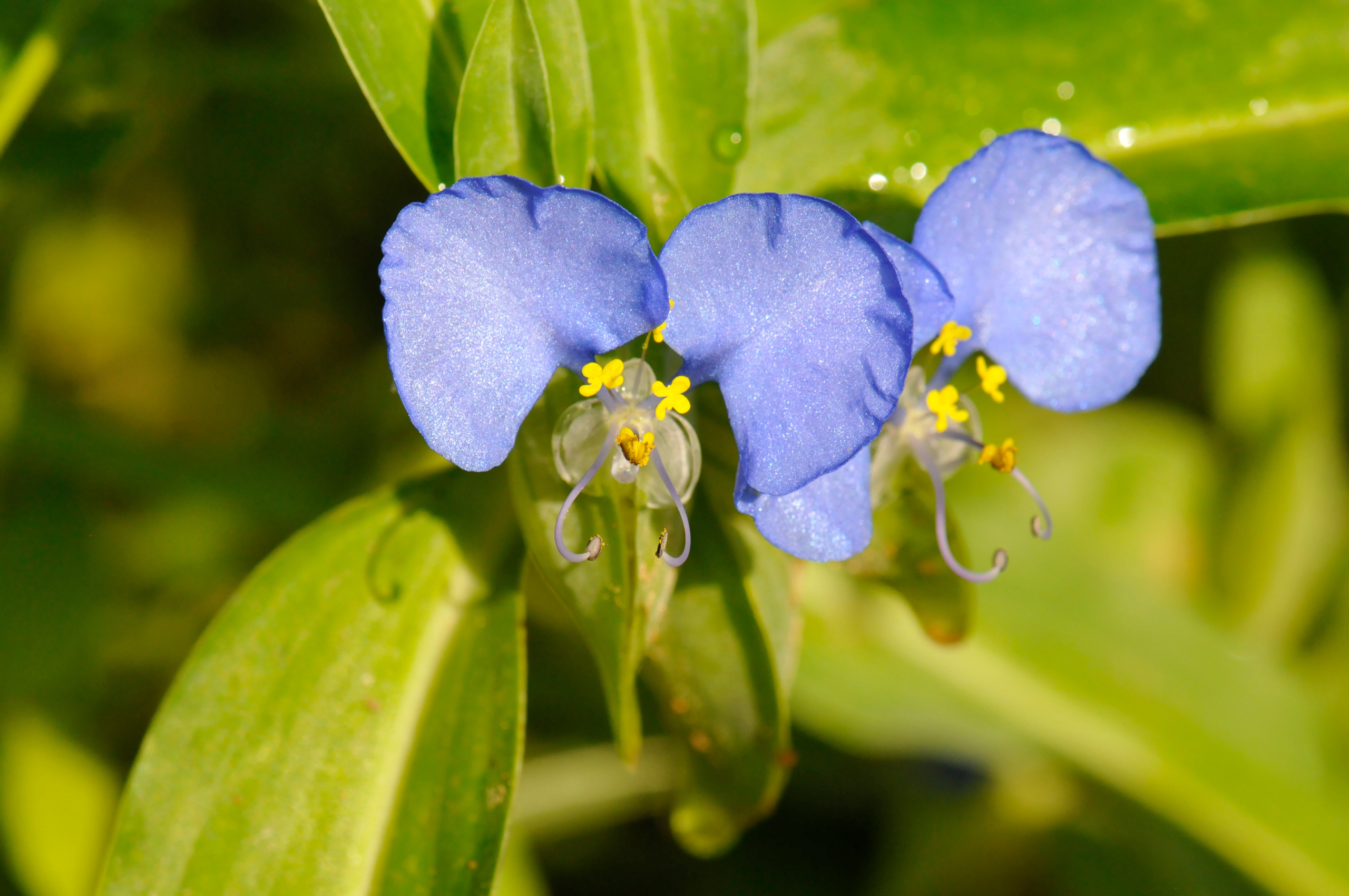 Sahara Conservation et les Conservatoire et Jardin botaniques de Genève unissent leurs expertises pour la biodiversité sahélo-saharienne