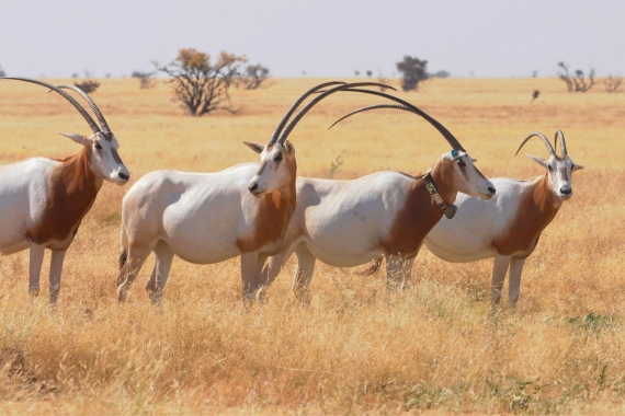Ensemble, protégeons l’oryx algazelle