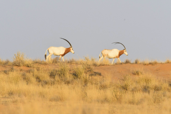 ENSEMBLE POUR LE SAHARA ET LE SAHEL : TEMPS FORTS 2025