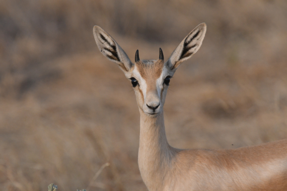 Ouverture des inscriptions pour le Groupe d&rsquo;Intérêt Sahel & Sahara 2026