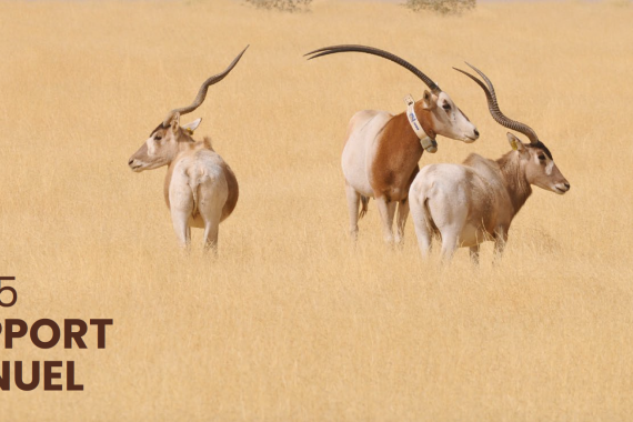 Rapport Annuel 2025 : une année d&rsquo;engagement pour le Sahara et le Sahel