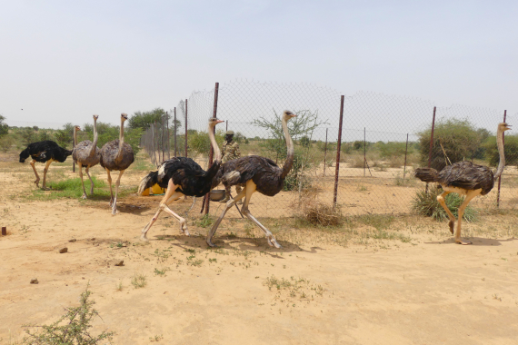 Après 20 ans d&rsquo;absence à l&rsquo;état sauvage au Niger, l&rsquo;autruche d&rsquo;Afrique du Nord est réintroduite dans son habitat naturel