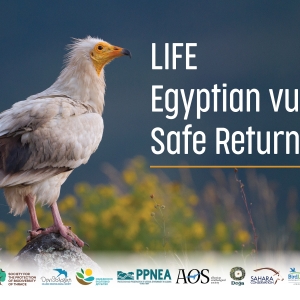 Sahara Conservation joins International project to secure a safer flyway and restore the Egyptian Vulture in the Balkans